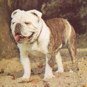Bulldoge - BOND