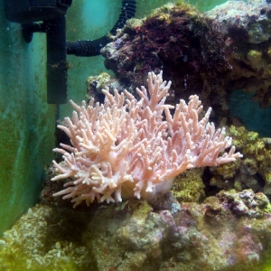 eine Koralle