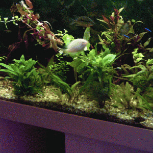 Mein Aquarium 240 l