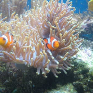 eine Anemone mit Nemos