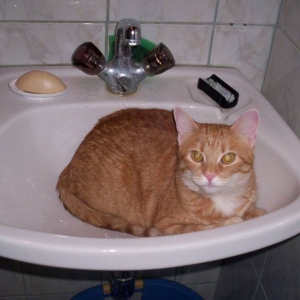 Kascha relaxt im Waschbecken