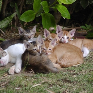 Bali Katzen