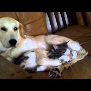 Hund und Katz beim Kuscheln
