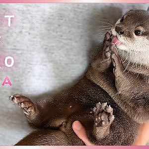 Otter Hana Best Moments of 2020 - YouTube