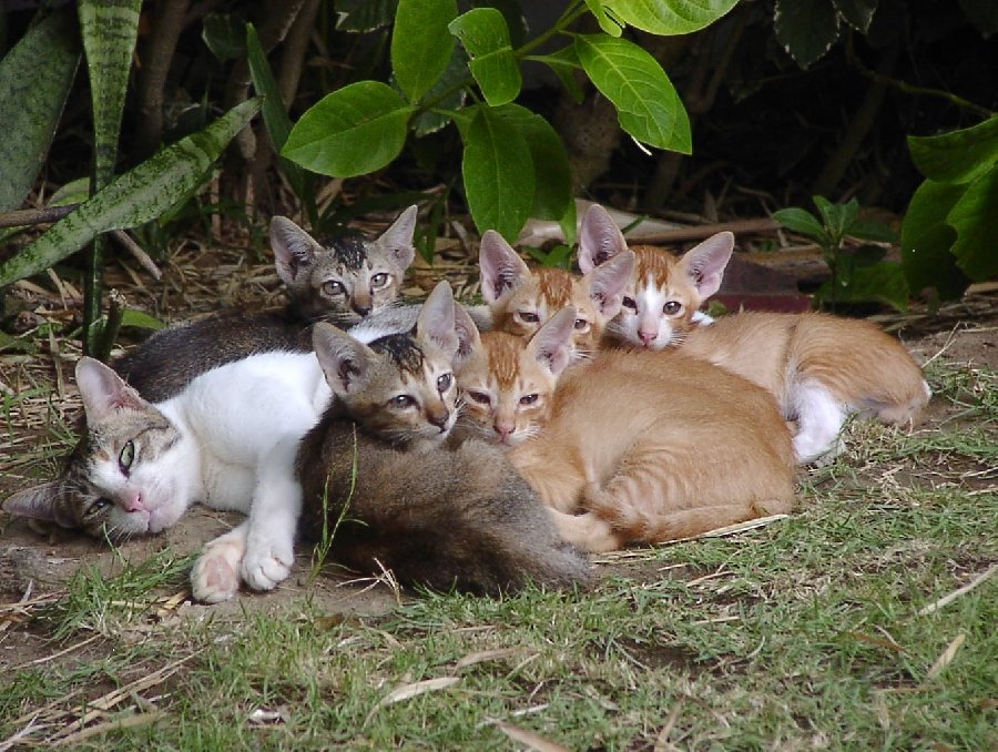 Bali Katzen