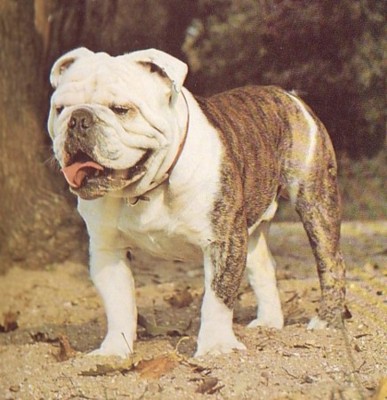 Bulldoge - BOND