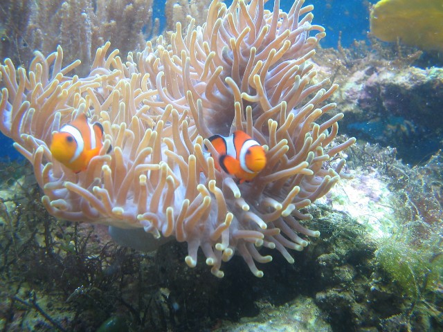 eine Anemone mit Nemos