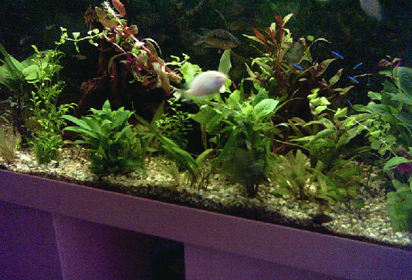 Mein Aquarium 240 l