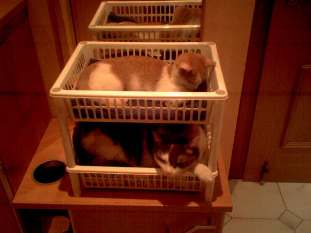 Meine zwei Katzis: oben TriXi, unten Gina =)