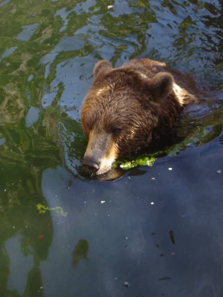 Schwimmender Bär