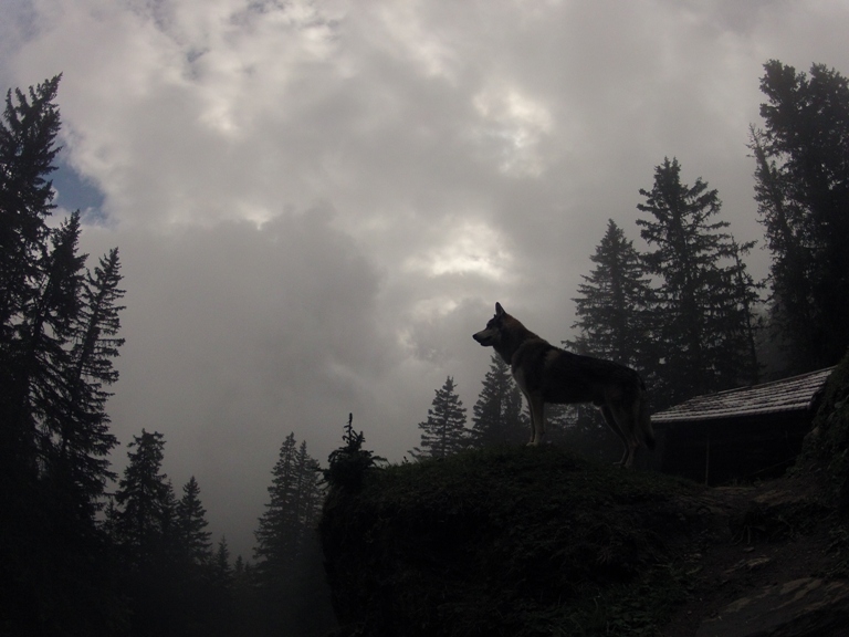 wolf in the mist