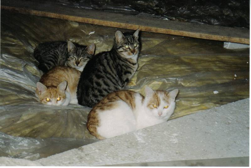 Wuschel, Tweety, Minky und Raudy beim Kuscheln am Dachboden. Minky (getiger