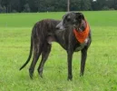 galgo blade in linz entlaufen.webp