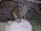 Degu2.1.webp