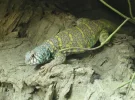 Uromastyx Ornata1,0(19).2.webp