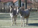 zebra.webp