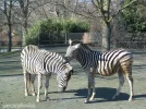 zebra2.webp
