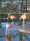 flamingo.webp