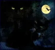 halloween katze.webp
