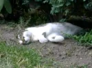 Kitty im Garten.webp