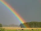 Regenbogen mit Kühen.webp