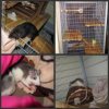 Ratten-Collage.jpg