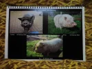 schweinekalender.webp