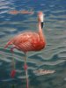 HB-Flamingo.jpg
