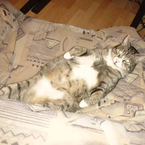 Mein Verstorbener Kater Chicco