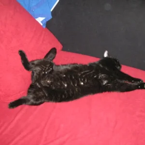 Kikka beim Heija machen