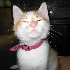 hm,es riecht gut,hm es riecht fein...