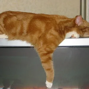 In Gedenken an unseren Merlin, hier auf seinem Lieblingsschlafplatz