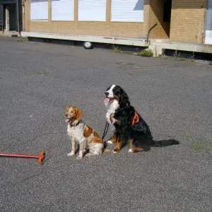 Fee wird an den Wagen gewöhnt