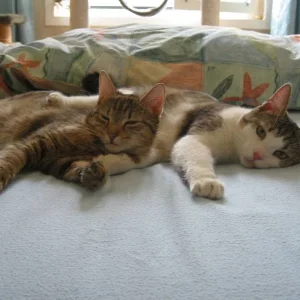 Gemütliche Gemeinsamkeit