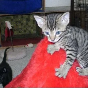 nochmals Grazi - auch auf was Rotem :-)