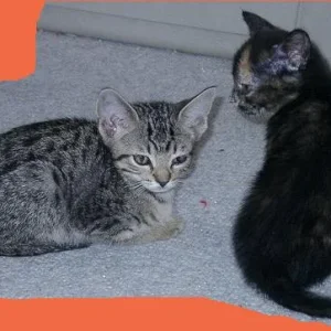 Grazi und Graffi kurz bevor sie zu uns kamen