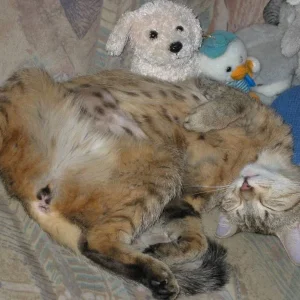 Nelly im Träumeland mit Ihren Stoffkumpelns