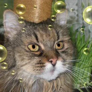 Unvergessliche Puschi