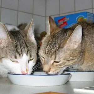 Medium 'Mampffff. Der täglich Kampf um`s Futter' in der Kategorie 'Katzen'