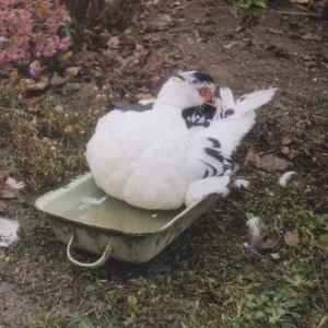 Drick in der Bratpfanne