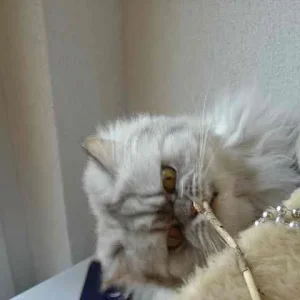 Shiva: Immer schön reinbeissen :)