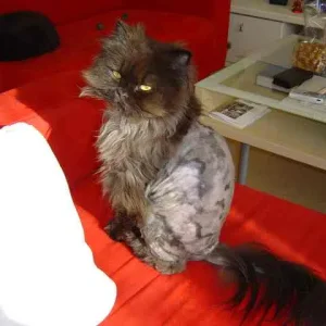 Grizzly: Ich bin doch kein Schaf... :(