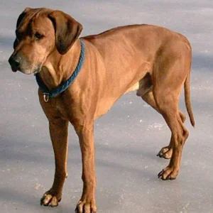 Unser Rhodesian Ridgebackrüde Cabo