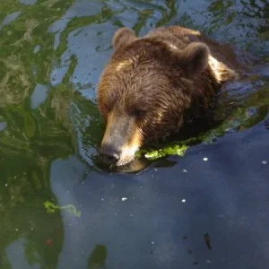 Schwimmender Bär