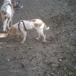 Jagdhunde auf Entenjagd