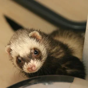 krabbel rauf - Frettie