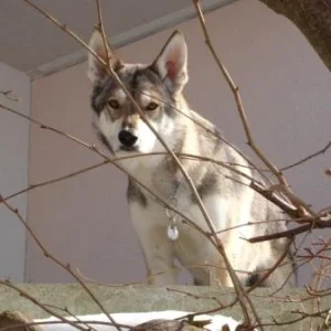 Wer da ? - Besser als jede Alarmanlage