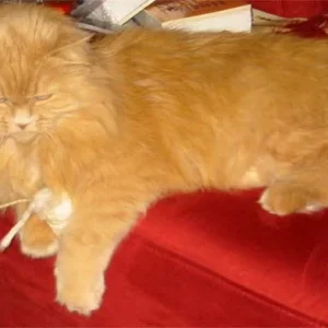 Ich habs gefangen und wegnehmen lass ichs mir nicht!