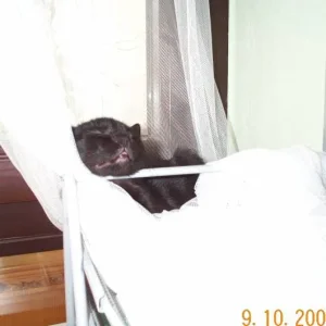 Mias unbequemer Schlafplatz