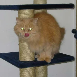 Mmmmhhh! Lecker, Katzenminze!!!